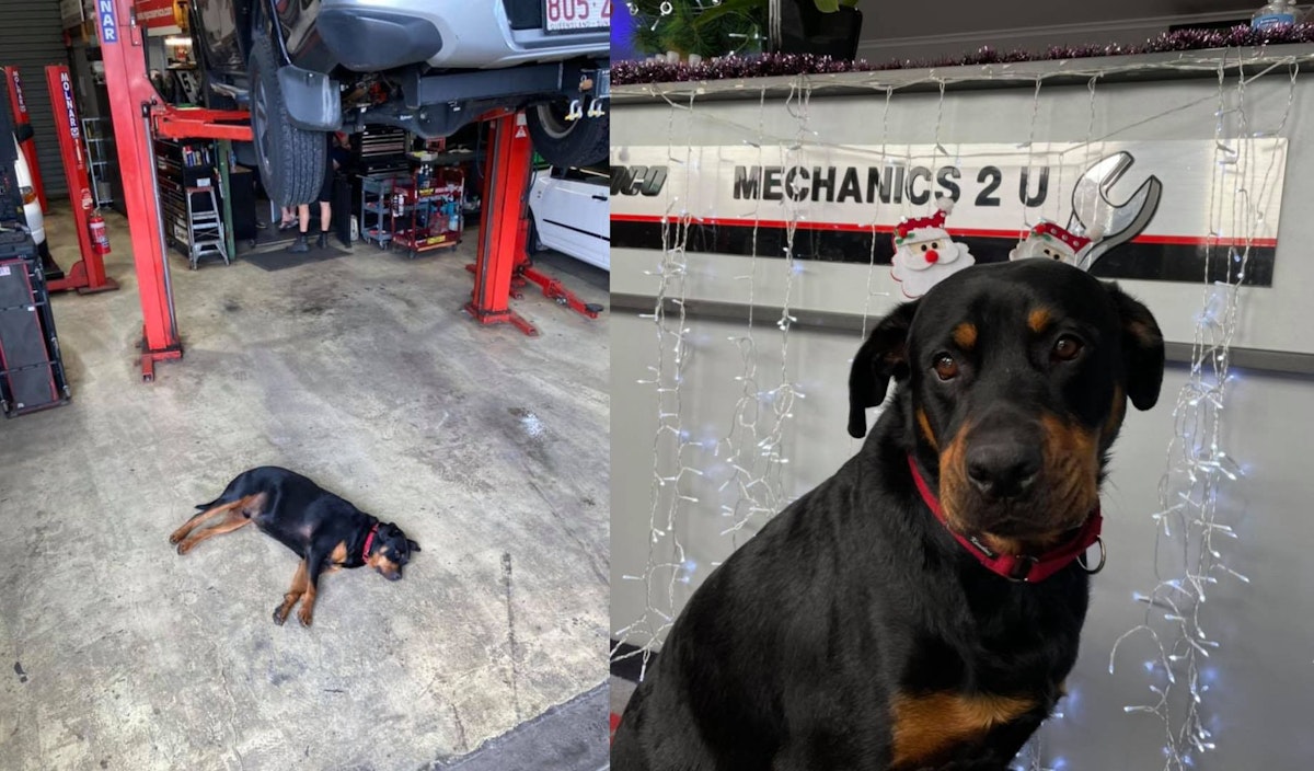 Zues the Mechanics 2 U workshop dog